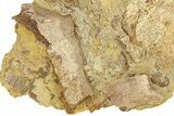 Fossil Dinosaur Bone Fragments in Sandstone - Wyoming #292641-1